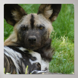 African Wild Dog  Poster