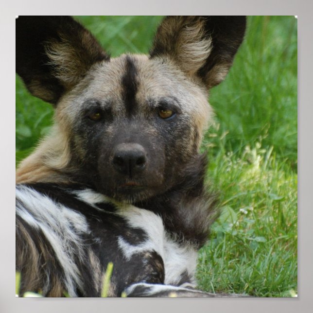 African Wild Dog  Poster (Front)