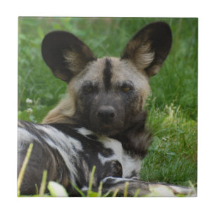 African Wild Dog Tile