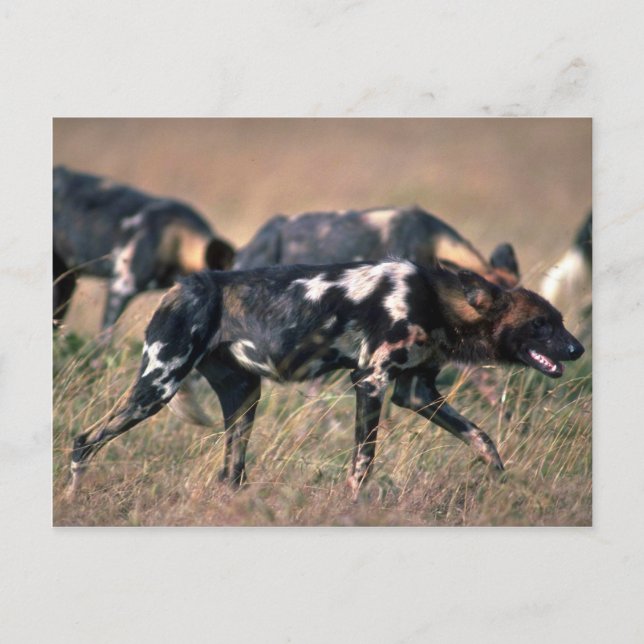 African Wild Dogs hunting on savanna Postcard (Front)