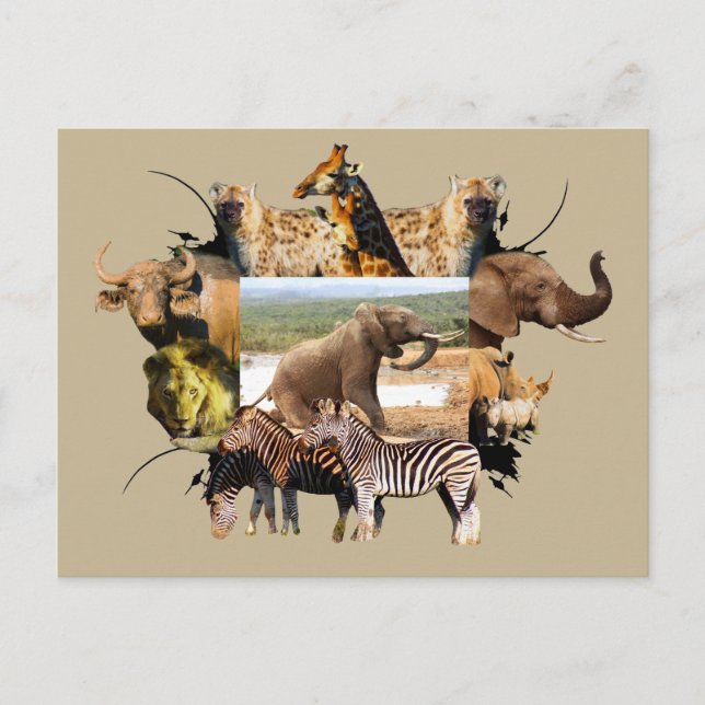 African Wildlife Frame Elephant Rising Postcard (Front)