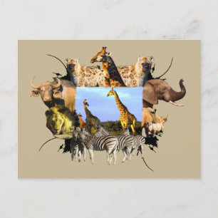 African Wildlife Frame Giraffe Herd Postcard