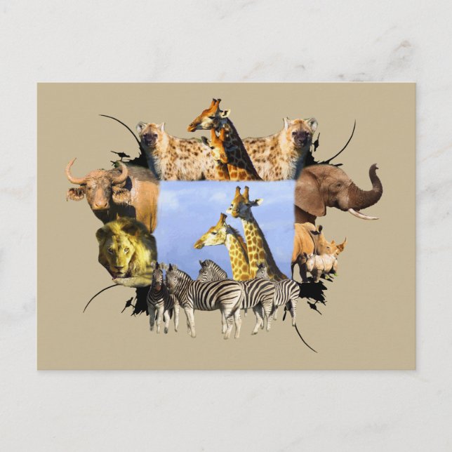 African Wildlife Frame Giraffe Lookout Postcard (Front)