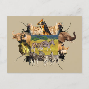 African Wildlife Frame Zebra Stroll Postcard