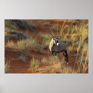 African Wildlife Oryx Antelope Sand Dune Savannah Poster