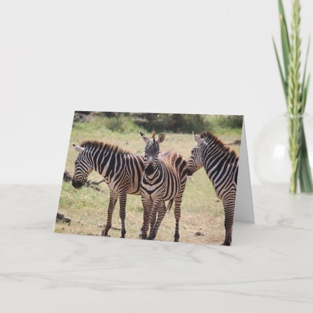 African Zebra Card (Front)