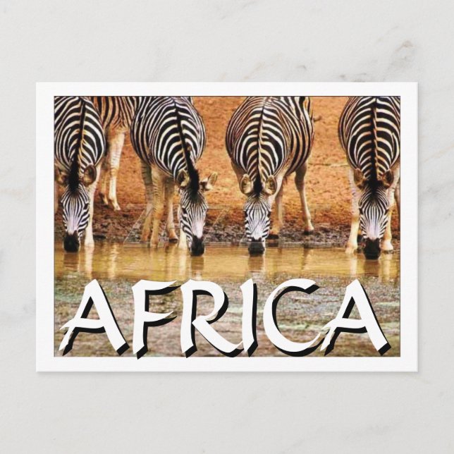 AFRICAN ZEBRA - (Mojisola Onifade) Postcard (Front)