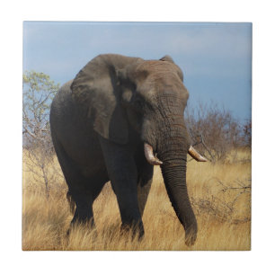 Africian Elephant Tile