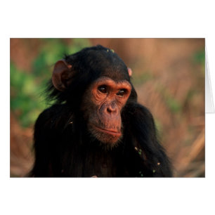 Afrique, Afrique de l'Est, Tanzanie