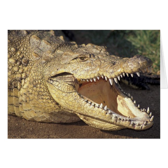 Afrique, Afrique du Sud Crocodile du Nil (Devant horizontal)