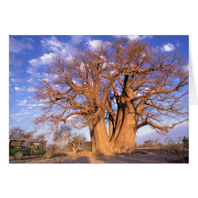 Afrique, Botswana, Delta de l'Okavango. Baobab (Devant horizontal)