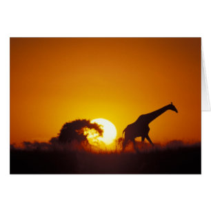 Afrique, Botswana, Parc national de Chobe, Girafe