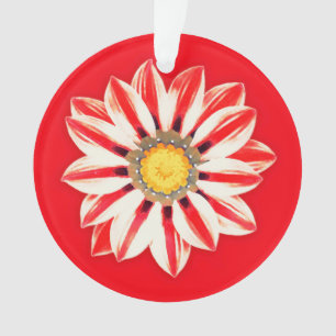 Afrique / Gazania - Rouge et blanc rayé