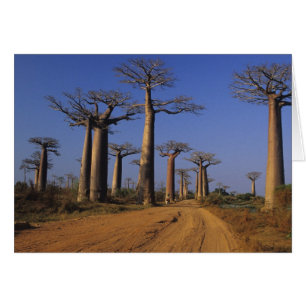 Afrique, Madagascar, Morondava, Allée des Baobabs.