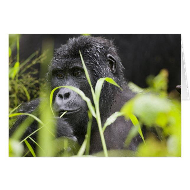 Afrique Ouganda, Bwindi (Devant horizontal)