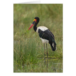 Afrique. Tanzanie. Bouche à selle