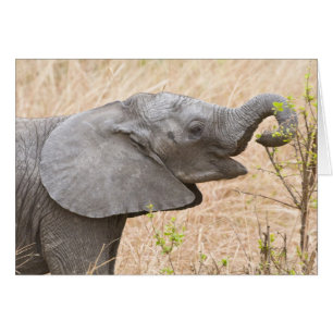 Afrique. Tanzanie. Jeune éléphant à Tarangire