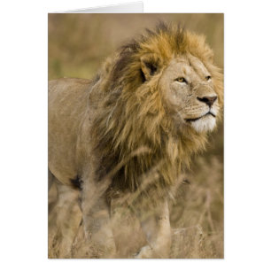 Afrique. Tanzanie. Lion mâle à Ngorongoro