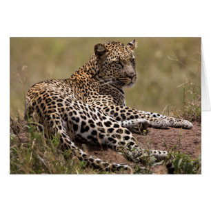 Afrique, Tanzanie, Serengeti. Leopard