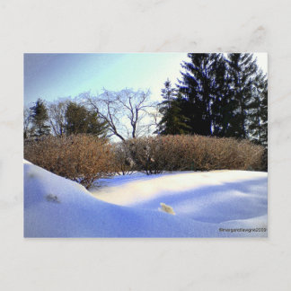 After an Ice Storm Postcard