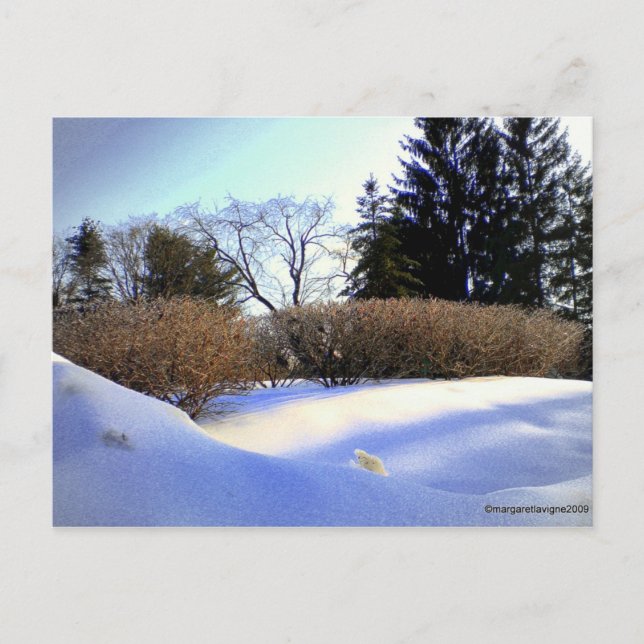 After an Ice Storm Postcard (Front)