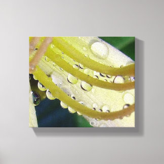After the Rain! Canvas Print