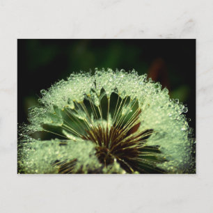 After the rain - Dandelion with droplets Postcard