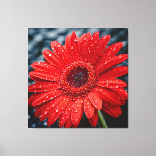 After the Rain Gerbera Daisy Realism Painting Canvas Print