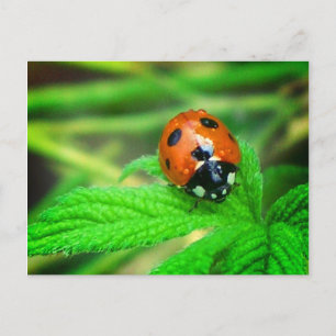After the rain - Ladybug with droplets Postcard