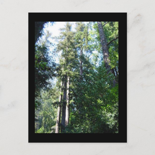 Afternoon in the Sequoias Postcard (Front)