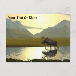 Afternoon Moose Postcard
