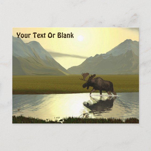 Afternoon Moose Postcard (Front)