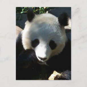 Afternoon Snack 1 Postcard