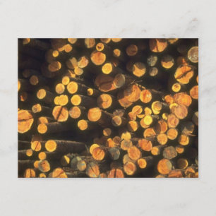 Afternoon sun Logs Logger's Retirement Invitation