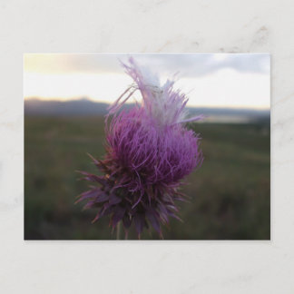 Against the Grain Postcard