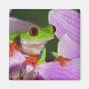 Agalychnis callidryas. magnet