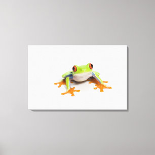 Agalychnis callidryas on white background canvas print