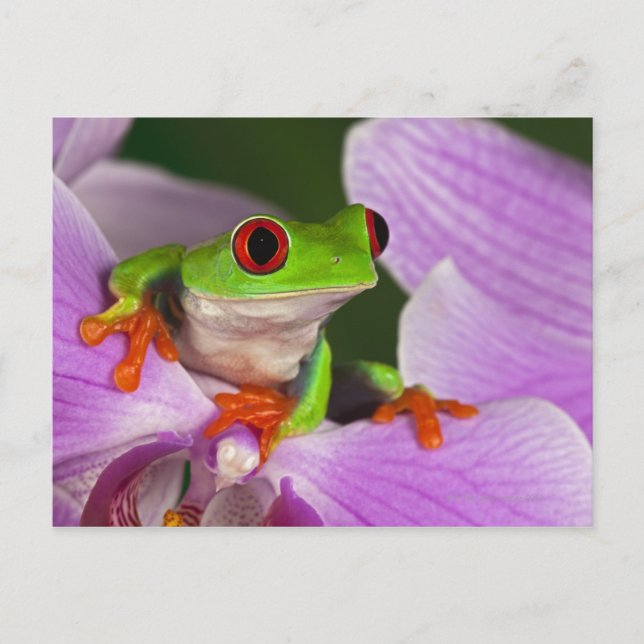 Agalychnis callidryas. postcard (Front)