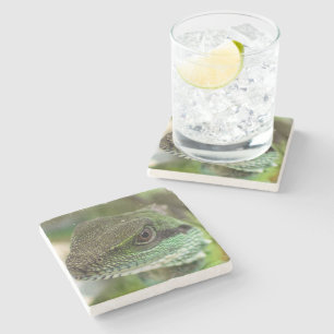 Agama, lizard stone coaster