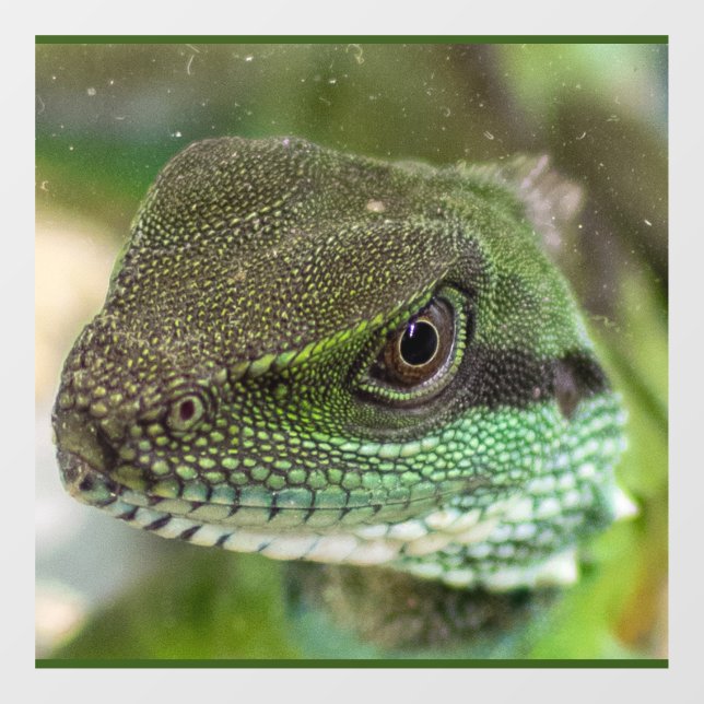 Agama, lizard window cling (Sheet)