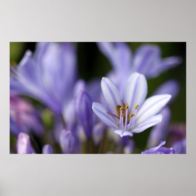 Agapanthus Africanus Poster (Front)