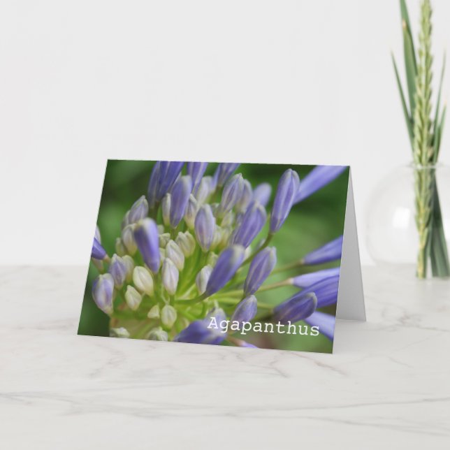 Agapanthus Blank Greeting Card (Front)