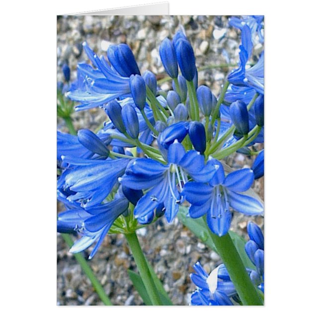 Agapanthus Card (Front)