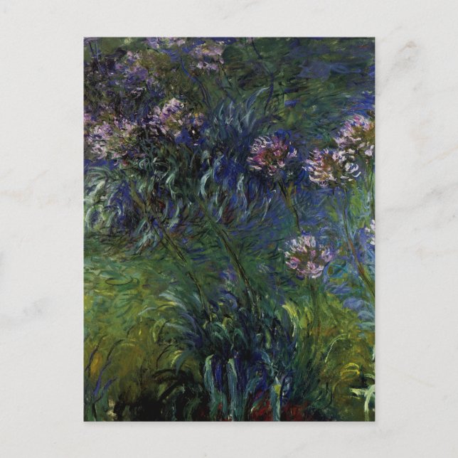 Agapanthus Postcard (Front)