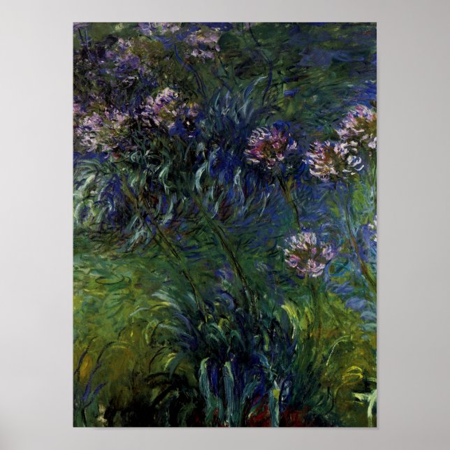 Agapanthus Poster (Front)