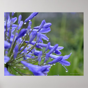 Agapanthus praecox, commonly known as poster