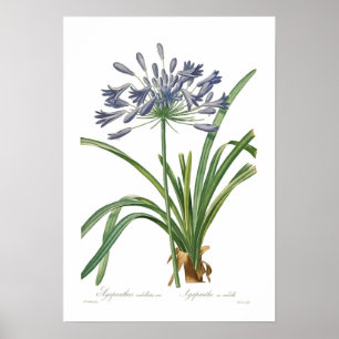 Agapanthus umbellatus poster