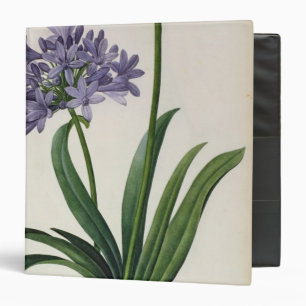Agapanthus umbrellatus binder