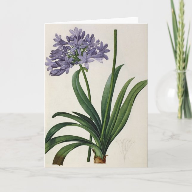Agapanthus umbrellatus card (Front)