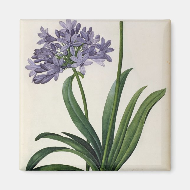 Agapanthus umbrellatus magnet (Front)